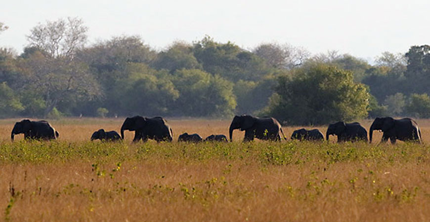 A group of African elephants